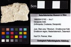 Foto (Objket + Etiketten) von Decapoda indet. 